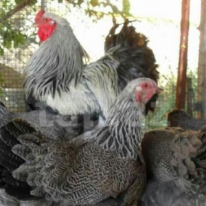 DARK BRAMA ALIRAM. Xoruzun və fərəsin. Yaşı 8