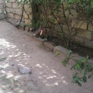 temiz yaponka xoruzu ve toyugu