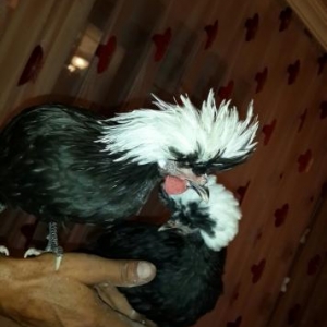 salam .  6 ayliqdilar ikiside. bir xoruz bir feres