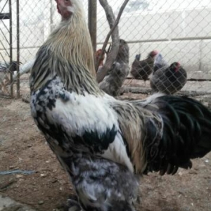 temiz ve saglam brama becesi  5 ayliqdi butun vaks