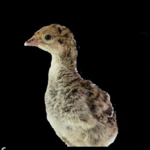 Hinduşqa balaları satıram. avqustun 20 çıxıb