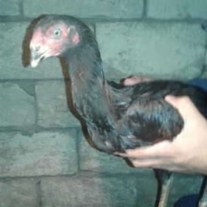 Heyrati bece ana özbey ata ingilis 4 aylıq lazı