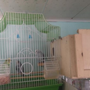 1 cüt papuqay yanında bidene balası qefesle bir