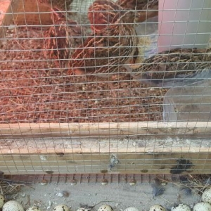 Yumurtlayan Bildirçinlər