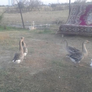 7ordek 5i lal . qazlar rusiyya sortudur.