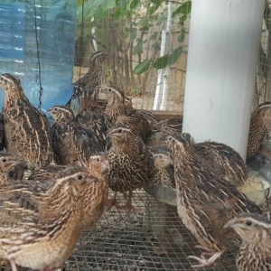 Yumurtlayan Bildirçinlər