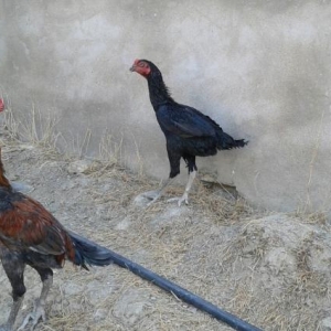 saf qandi fevral beceleridi