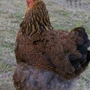 Gold brama fərələri satılıt. 5 aylıq bramala