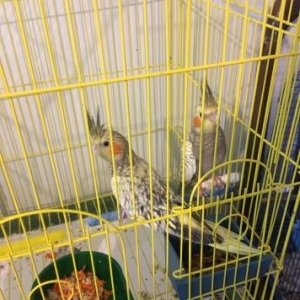 2 denedir..3ayliqdir.ele oyretmek daniwtirmaq olar