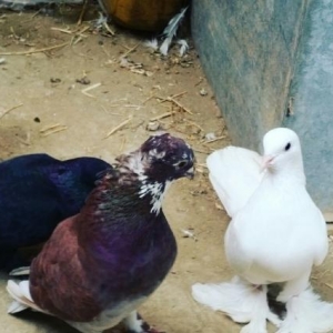 Son endirim...Qiymet duwdu.cutu 30a