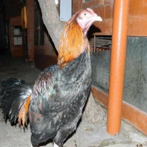 Heyrati   Bece    ve  Fereler