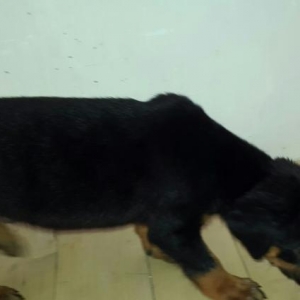 Чистокровный Щенок Добермана..Temiz qan Doberman balasi...Qurd derma