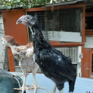 Ucuz  heyrati   beceleri