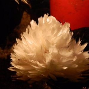 Yaponkalar    ve  Holland  Aqkekil    toyuqlari