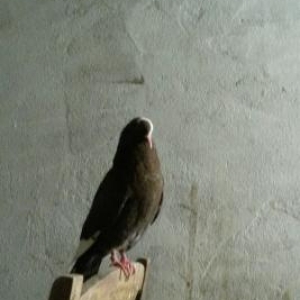 Qirmizi ag qened.Tutulma quşdur