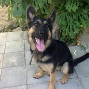 Чистокровный Восточный Европейский Овчарка..Temiz Vostocniy Yevropey