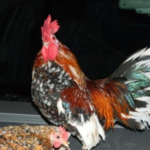 Yaponkalar    ve  Holland  Aqkekil    toyuqlari