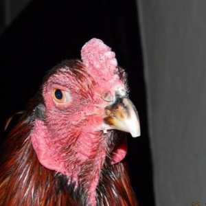 Heyrati   Bece    ve  Fereler