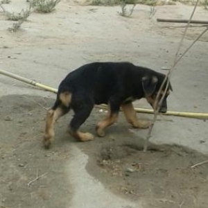 Щенок Добермана..Doberman Balasi satiram