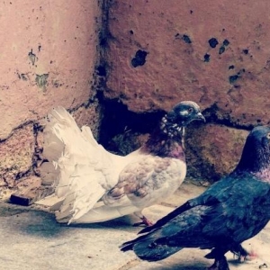 Pavlin erkeydi.Yaxwi pul verene catacaq.qiymeti el