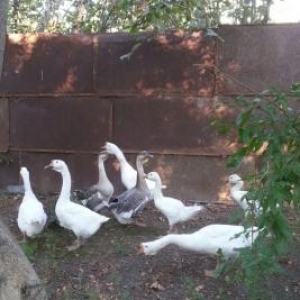 Qu linda ve rus qazlari