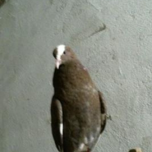 Qirmizi ag qened.Tutulma quşdur