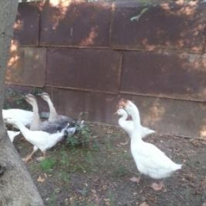 Qu linda ve rus qazlari