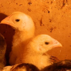 Ela  turk  cinsinden olan   fereler  ve  beceler