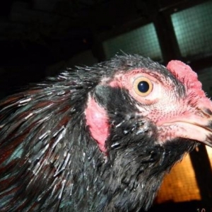 Heyrati   Bece    ve  Fereler