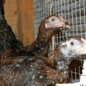 Ucuz  heyrati   beceleri