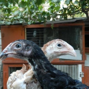 Ucuz  heyrati   beceleri