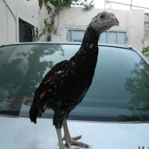 Ucuz  heyrati   beceleri