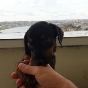 Чистокровный Щенок Добермана..Saglam ve Temiz qan Doberman balasi..