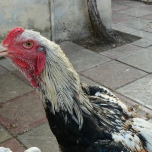 Ela  turk  cinsinden olan   fereler  ve  beceler