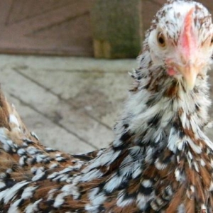 Yaponkalar    ve  Holland  Aqkekil    toyuqlari