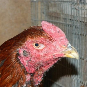 Ela  turk  cinsinden olan   fereler  ve  beceler