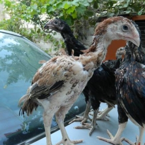 Ucuz  heyrati   beceleri