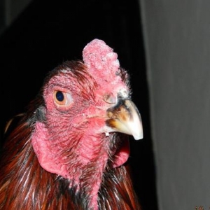 Ela  turk  cinsinden olan   fereler  ve  beceler