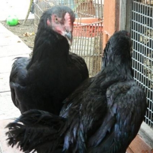 Heyratinin    en gozeli