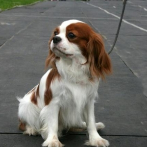 Чистокровный Кавалер Чарльз Кинг Спаниель.Temiz qan Kavaler Carlz Ki