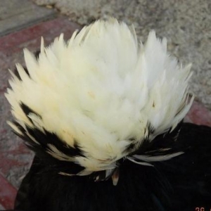 Yaponkalar    ve  Holland  Aqkekil    toyuqlari