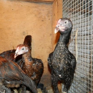 Ucuz  heyrati   beceleri