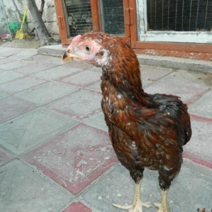 Ucuz  heyrati   beceleri