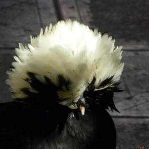 Yaponkalar    ve  Holland  Aqkekil    toyuqlari