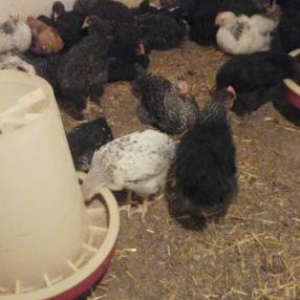 cekileri 800 qram qiymet 2altimis isteyen zeng vur