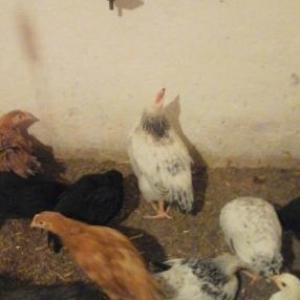 cekileri 800 qram qiymet 2altimis isteyen zeng vursun cox alanla razil