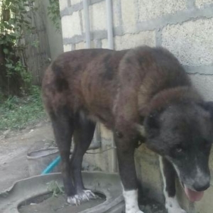 Продам щенков кавказского волкодава