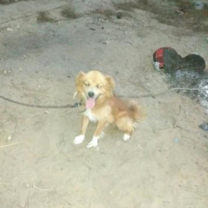 Rusiyadan getirilmedir.Parodasini bilmirəm.Dord yaşı var.Balacaliqdan