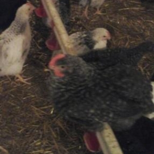 cekileri 800 qram qiymet 2altimis isteyen zeng vursun cox alanla razil