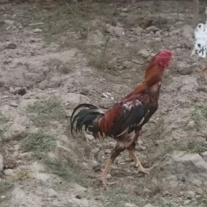 gilanı xoruzu satılır tecili